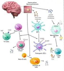 Hypothetical/integrative model of immune regulation triggered by T. solium infection [17]