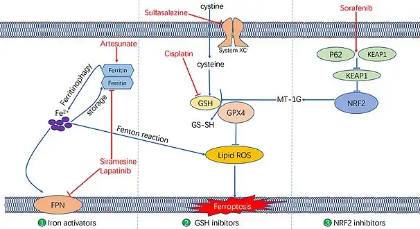 Molecular mechanisms underlying the ferroptosis targeting role of three types of anti-tumor drugs[29]