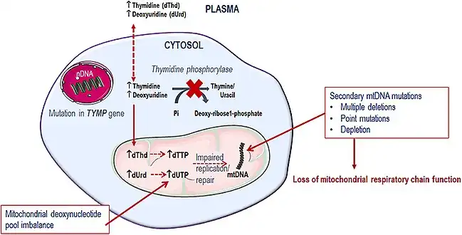 Metabolic defect in MNGIE[6]