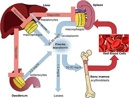 Dynamics of systemic iron balance- plasma transferrin delivers iron to bone marrow erythroblasts and to other tissues[11]