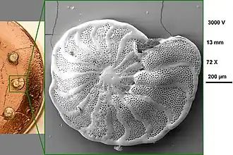 Planulina Limbata (Planulinidae)