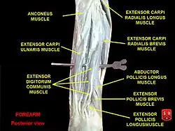 Forearm posterior view