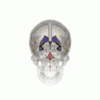 Ventricular system with fourth ventricle highlighted red