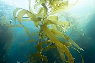 Giant kelp, a brown algae, is not a true plant, yet it is multicellular and can grow to 50&nbsp;m.