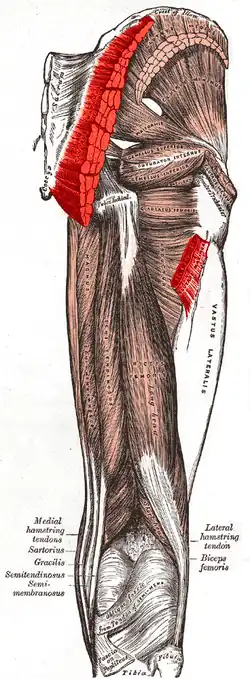 Muscles of the gluteal and posterior femoral regions, showing origin and insertion of gluteus maximus muscle