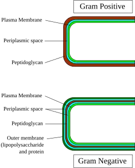 Gram-positive and -negative bacteria are differentiated chiefly by their cell wall structure