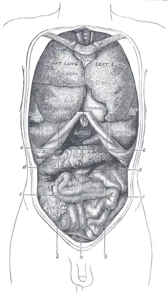 Front view of the thoracic and abdominal viscera.a. Median plane.b. Lateral planes.c. Trans tubercular plane.d. Subcostal plane.e. Transpyloric plane.
