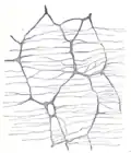 The myenteric plexus from the rabbit. X 50.