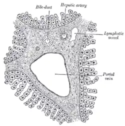 Section across the portal canal of a pig (×&nbsp;250)