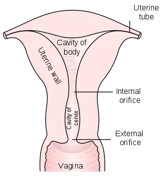Diagram of the uterus and part of the vagina.