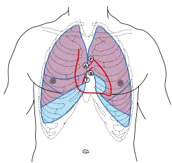 Front of thorax, showing surface relations of bones, lungs (purple), pleura (blue), and heart (red outline). Heart valves are labeled with "B", "T", "A", and "P".