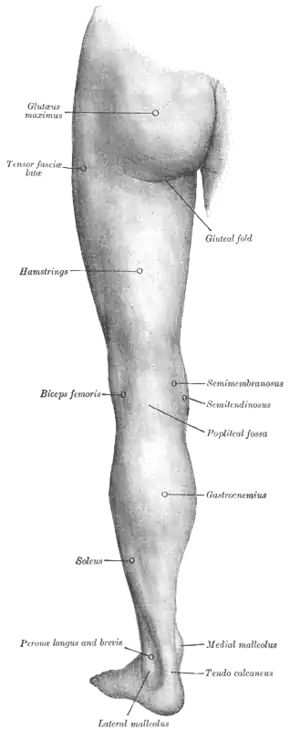 Surface anatomy of human leg