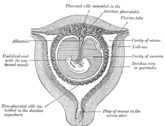 Sectional plan of the gravid uterus in the third and fourth month
