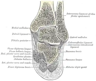 Coronal section through right ankle and subtalar joints. (Label for Peroneus brevis is at right, third from the bottom.)