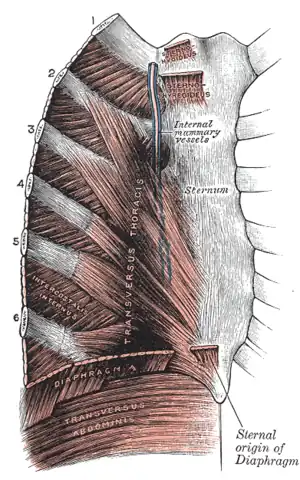 Posterior surface of sternum and costal cartilages, showing Transversus thoracis