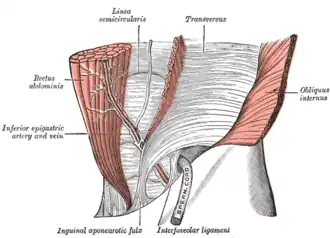 The interfoveolar ligament, seen from in front