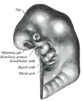 Schematic of developing human embryo with first (mandibular), second (hyoid), pharyngeal arches and third arches labelled