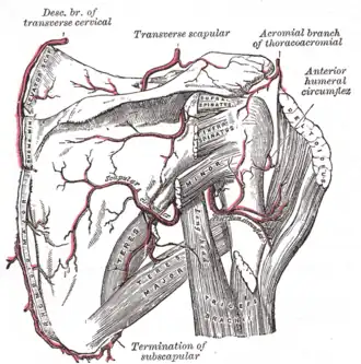 The scapular and circumflex arteries.