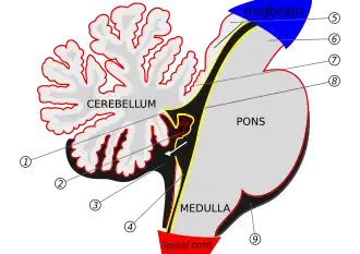 Scheme of roof of fourth ventricle.