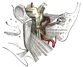 The otic ganglion and its branches.