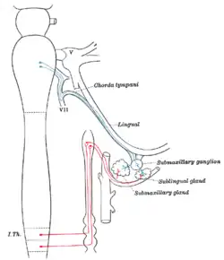 Sympathetic connections of the submaxillary and superior cervical ganglia.