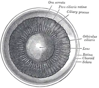 Interior of anterior chamber of eye