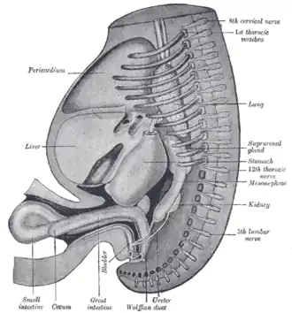 Reconstruction of a human embryo of 17&nbsp;mm