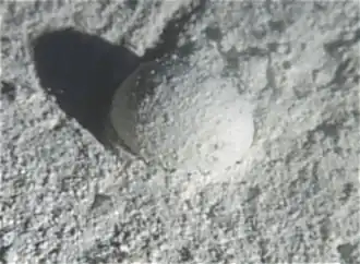 Gromia sphaerica is a large spherical testate amoeba which makes mud trails. Its diameter is up to 3.8&nbsp;cm.