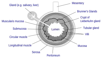 General structure of the gut wall. Brunner's glands are not found in the ileum, but are a distinctive feature of the duodenum.