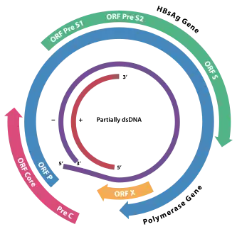 The genome organisation of HBV; the genes overlap