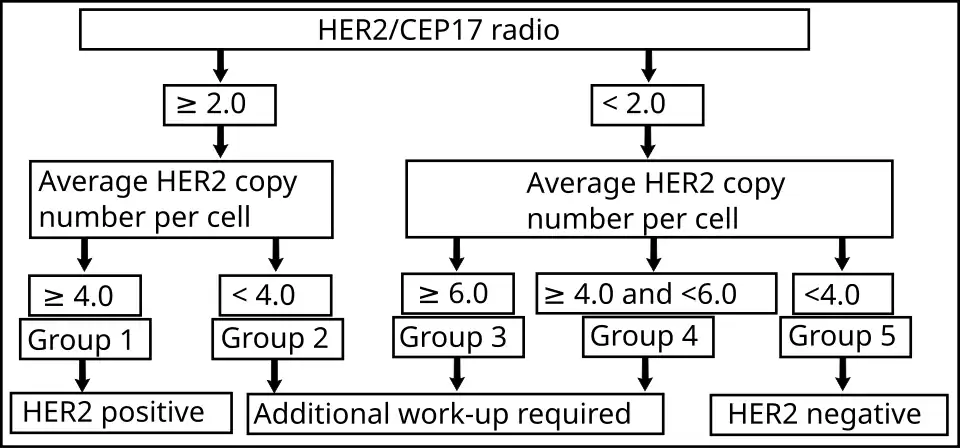 Algorithm for the evaluation of HER2 on fluorescence in situ hybridization (FISH).
