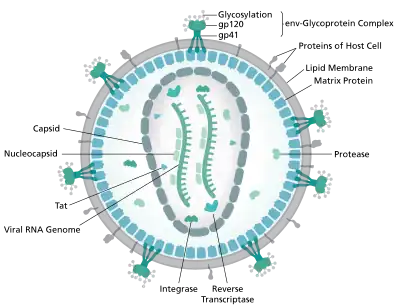 Diagram of the HIV virion
