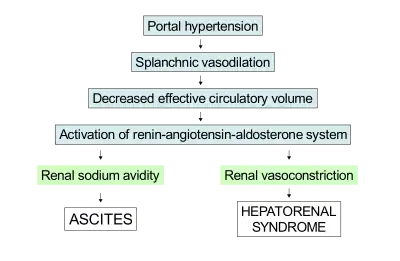 Diagram: portal hypertension leads to splanchnic vasoconstriction, which decreases effective cirulatory volume. This activates the renin–angiotensin–aldosterone system, which leads to ascites due to kidney sodium avidity and hepatorenal syndrome due to kidney vasoconstriction.
