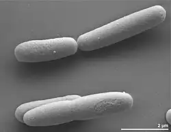 Scanning electron micrograph of a few straight rod-shaped Halanaerobium praevalens bacteria, with 2-micrometer scale marker