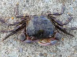 Asian shore crab