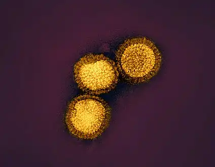 Influenza B virus particles , isolated from a sample and then propagated in cell culture
