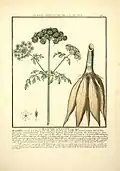 Hemlock water dropwort or water hemlock, Oenanthe crocata (virulent poison)