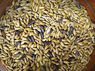 Ergot in barley