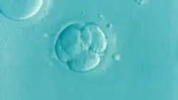 Cleavage Stage Embryo