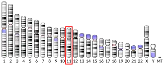 Chromosome 11 (human)