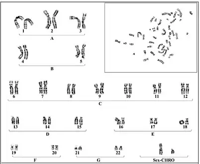 Young individual with ring chromosome 18. 46, XY, r (18) (p11.32 q21.32).