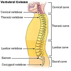 The lumbar region in regards to the rest of the spine