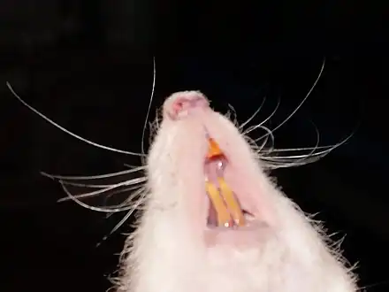 Rat incissors