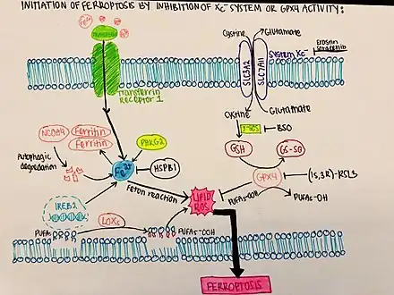 Initiation of ferroptosis by inhibition of Xc- system of GPX4 activity[30]