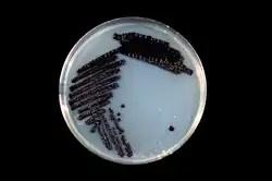 The bacterium Janthinobacterium lividum on a TY agar plate