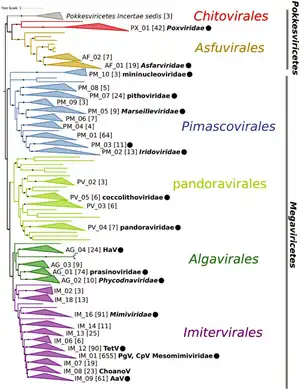 Phylogeny of Nucleocytoviricota [14]