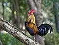 A red junglefowl standing on a tree with a near-upright posture