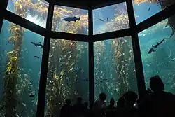Photo of 50-foot-tall (15&nbsp;m) yellow plants in water behind glass wall divided into sections.