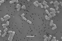 microscope image of this bacteria