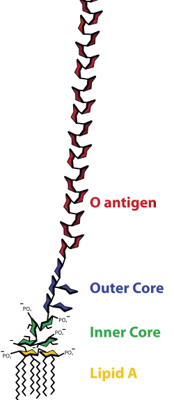Endotoxin(lipopolysaccharide)
